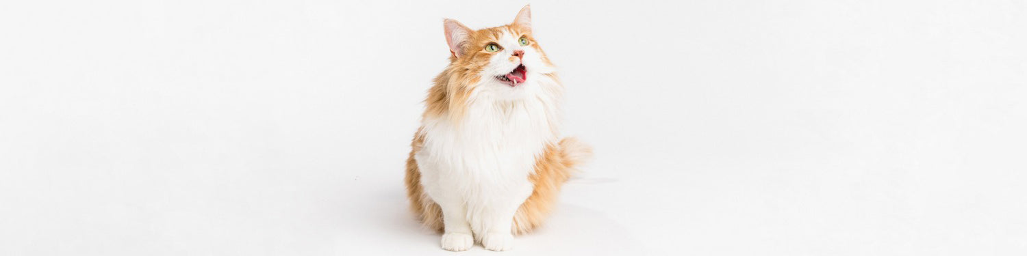 A long haired orange and yellow cat with its mouth open.