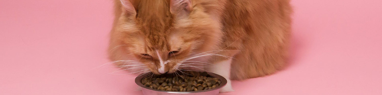 A fluffy orange cat eating dry cat food from a bowl in front of a pink background.