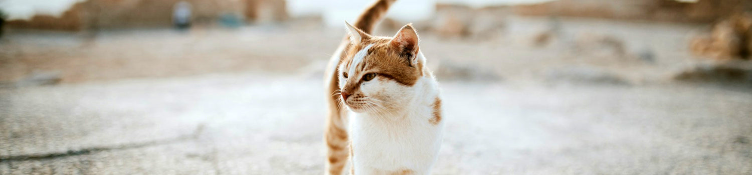 Lone orange and white cat outdoors.