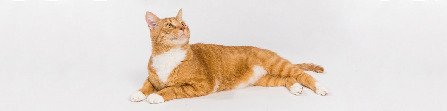 An orange and white cat laying comfortably and looking up against a white background.