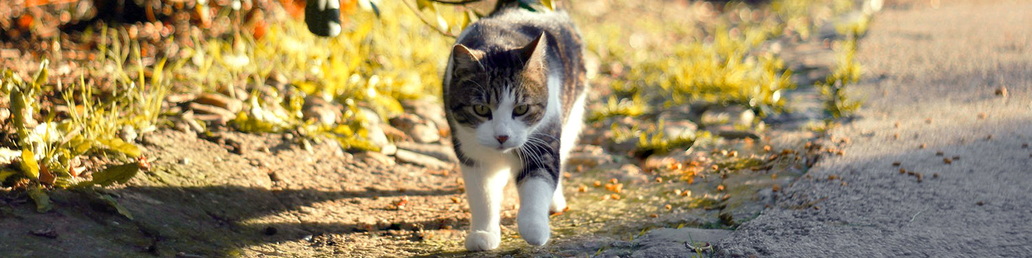 A tortie cat walks in the grass alongside the road.