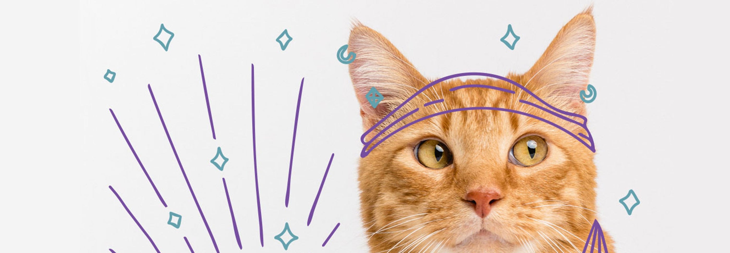 An orange tabby cat with green eyes looks at the camera. The image includes playful, illustrated elements such as stars, lines, and a blue band drawn across the cat's forehead, adding a whimsical touch. The background is white.