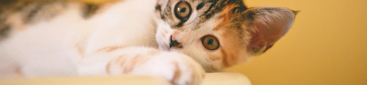 A close up of a tabby kitten laying on its side with a yellow background.