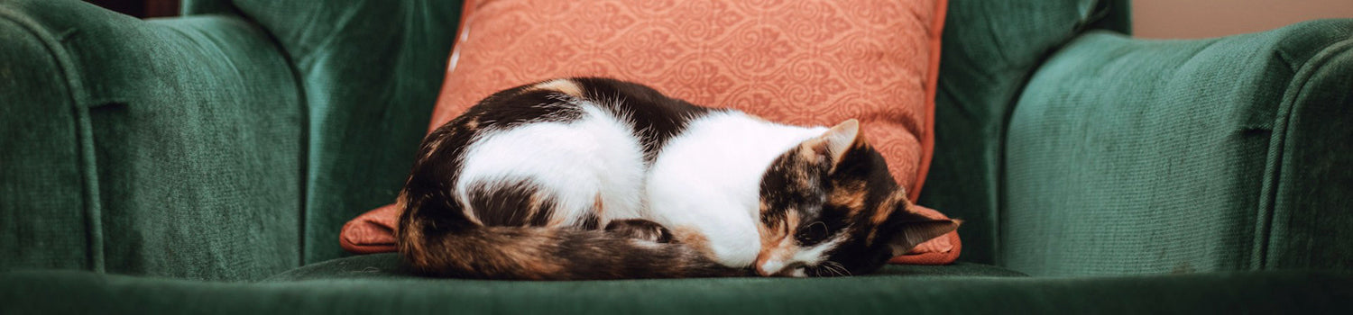 A tortoise shell kitten curled up asleep on a green velvet chair.