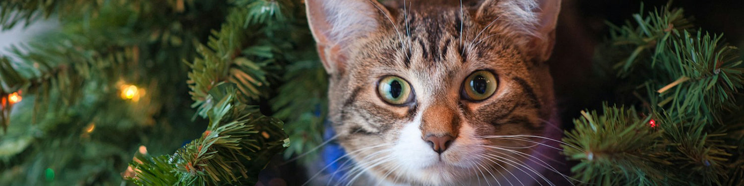 Close up of a cat's face poking through a Christmas tree.