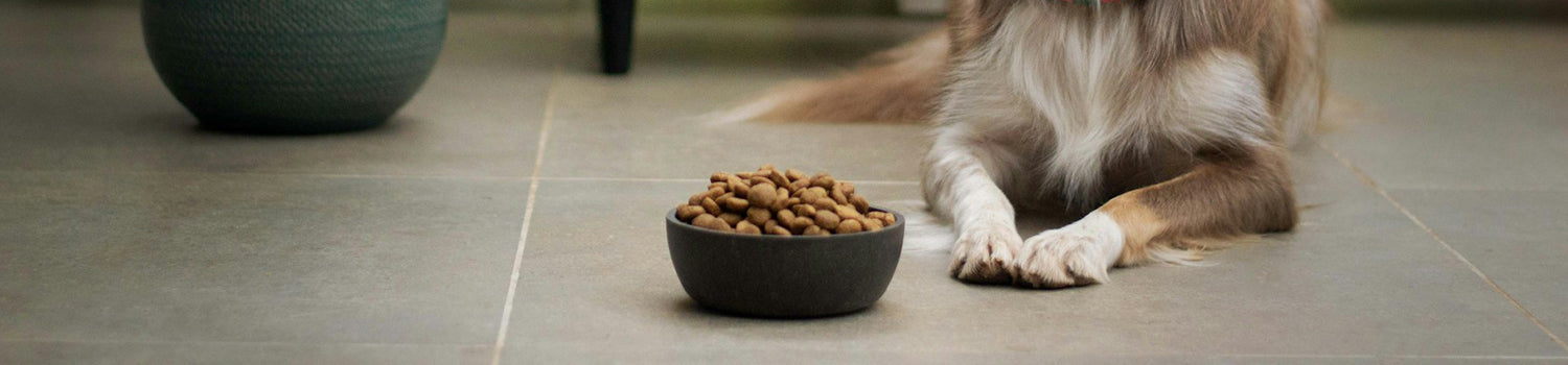 A dog food bowl heaping full with dog food. A set of paws sit next to it.