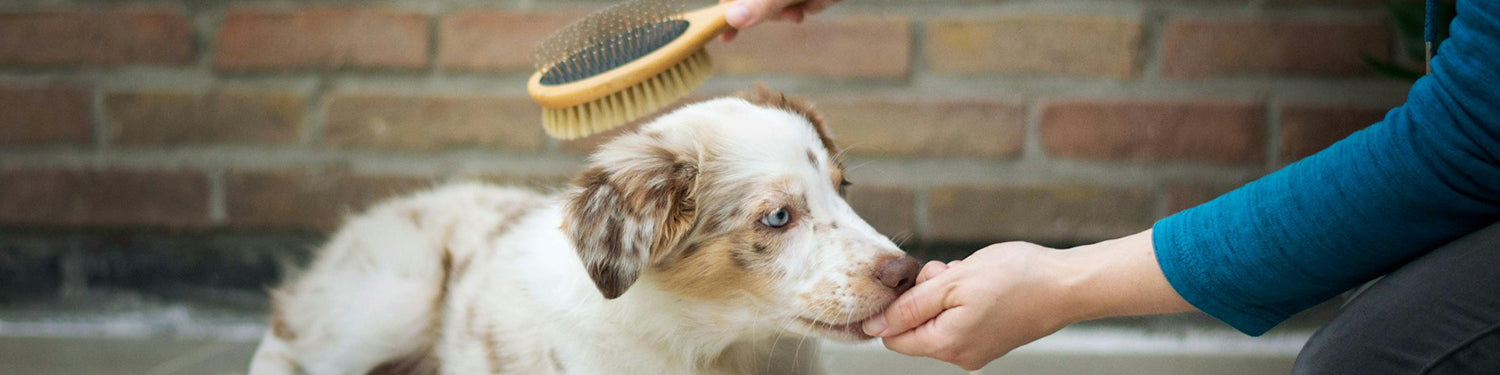 A white and brown down is brushed by an outstretched hand.