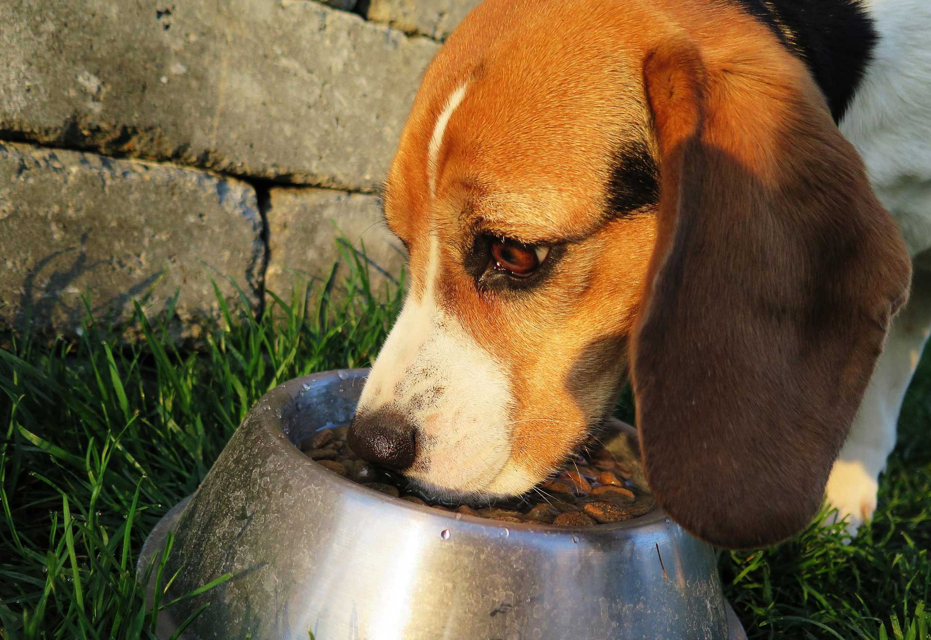 A dog eating from a stainless steel food bowl outside in the grass