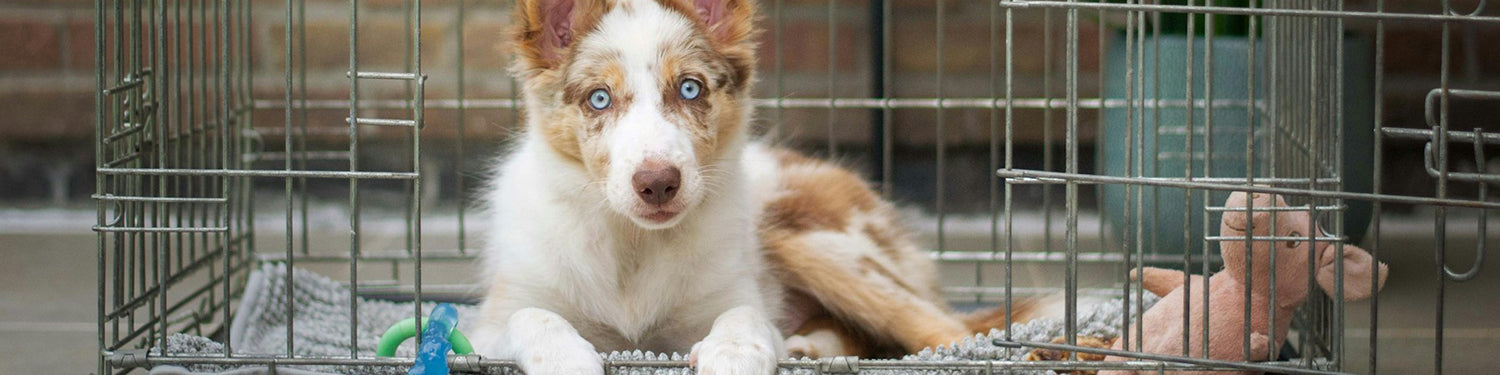 A brown and white dog sits in a kennel.