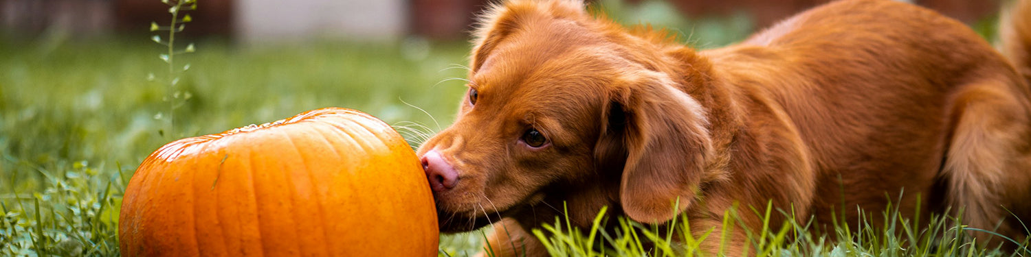 A brown dog sniffing at a pumpkin.