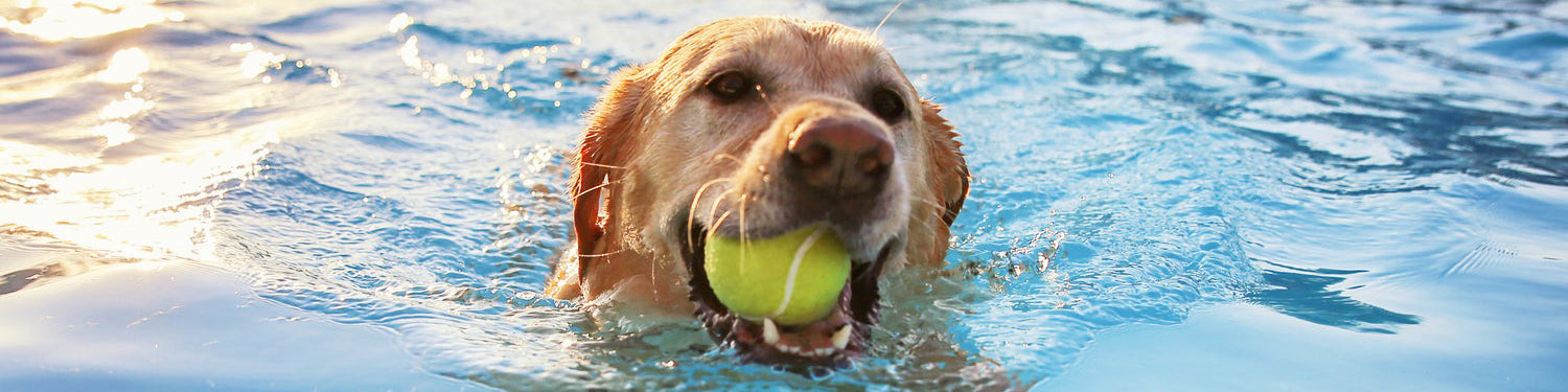 Dog swimming in pool with tennis ball in mouth.