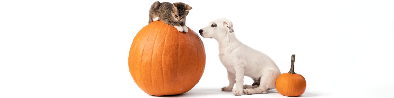 A cat and a dog with a pumpkin.