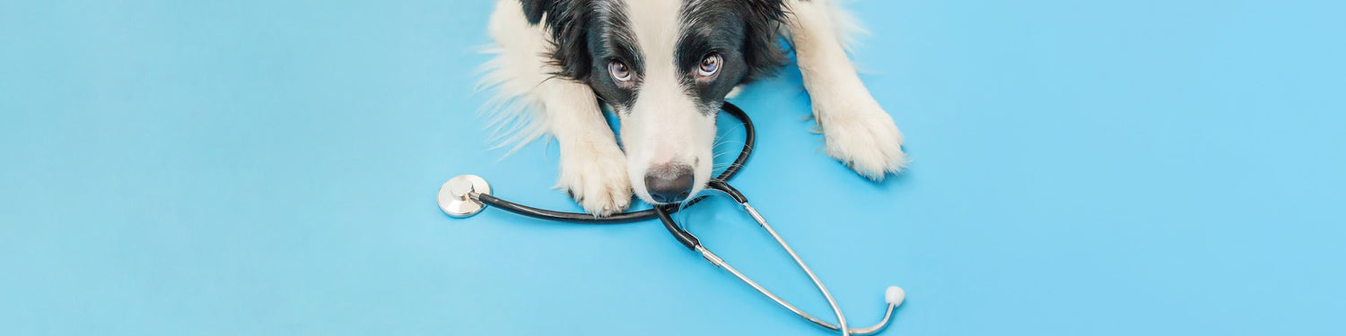 A dog with a stethoscope around its neck lying on the floor, holding a stethoscope in its mouth.