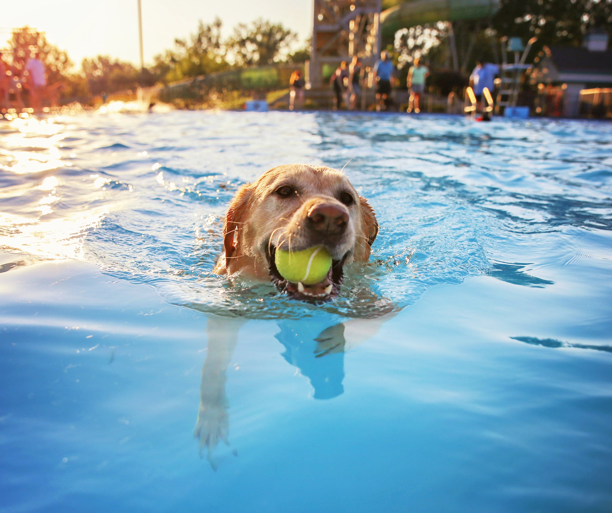 Dog swimming in pool with tennis ball in mouth.