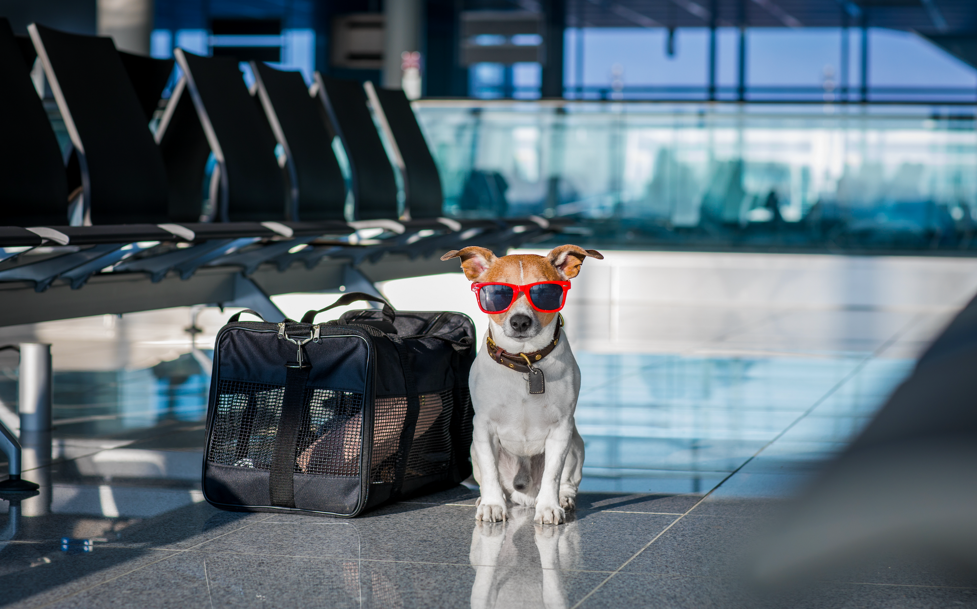 A dog wearing sunglasses and a bag, standing outdoors.