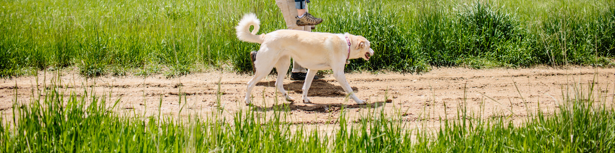 A person walking a large white dog on a grassy path. The dog is on a leash, walking alongside the person, with greenery and tall grass surrounding them. The person's legs and sandals are visible.