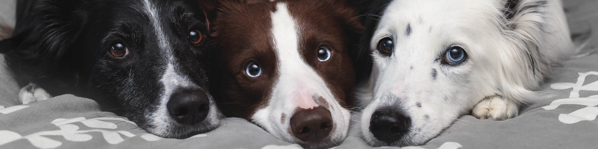 Close-up of a dog's face with blue eyes and nose.