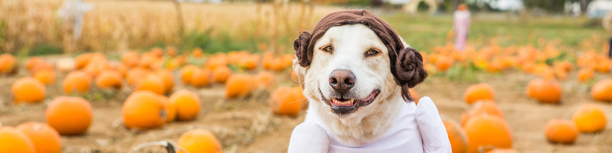 A dog dressed in a Princess Leia costume with a white outfit and brown hair buns sits in a pumpkin patch. The field behind is filled with pumpkins and tall grass. The dog has a happy expression and the background reveals a sunny day.