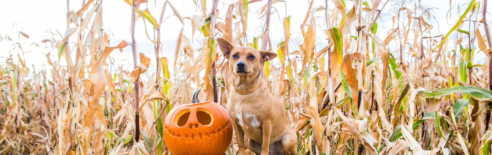 A small brown dog with pointed ears sits among dry corn stalks in a field. Next to the dog is a carved pumpkin with a smiling face, typically known as a jack-o'-lantern. The scene suggests an autumn or Halloween setting.