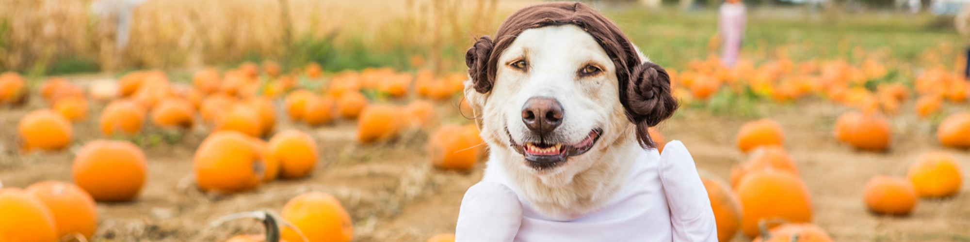 A dog dressed in a white outfit with a Princess Leia hairstyle smiles while sitting in a pumpkin patch. The background is filled with orange pumpkins and dry plants, suggesting an autumn or Halloween setting.