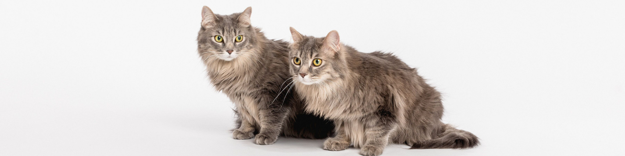 Two long-haired gray cats with striking yellow-green eyes sit and stand closely together against a plain white background. They both have fluffy fur and intense gazes turned slightly to the right.