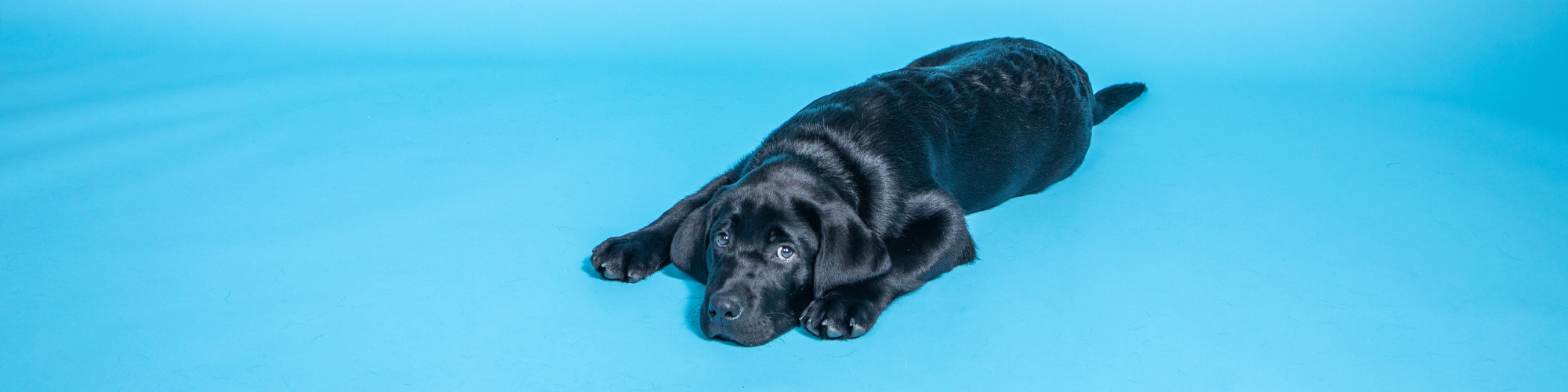 A black Labrador Retriever lies down on a bright blue surface, resting its head between its front paws and looking slightly up and to the side with a calm expression. .