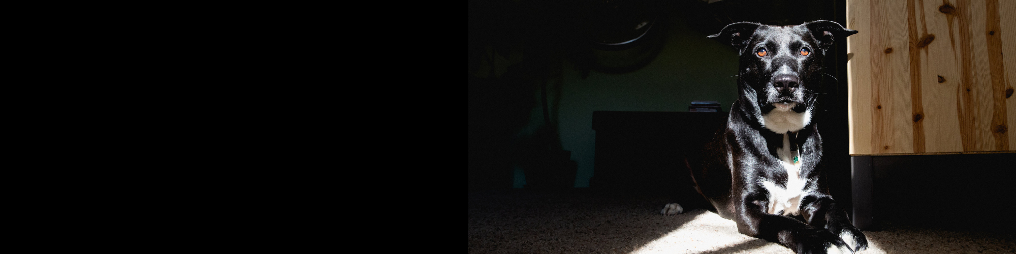 A black dog with white markings on its chest and paws lies on the floor in a patch of sunlight. The dog has a relaxed expression and is looking towards the camera. There is a piece of wooden furniture in the background to the right.