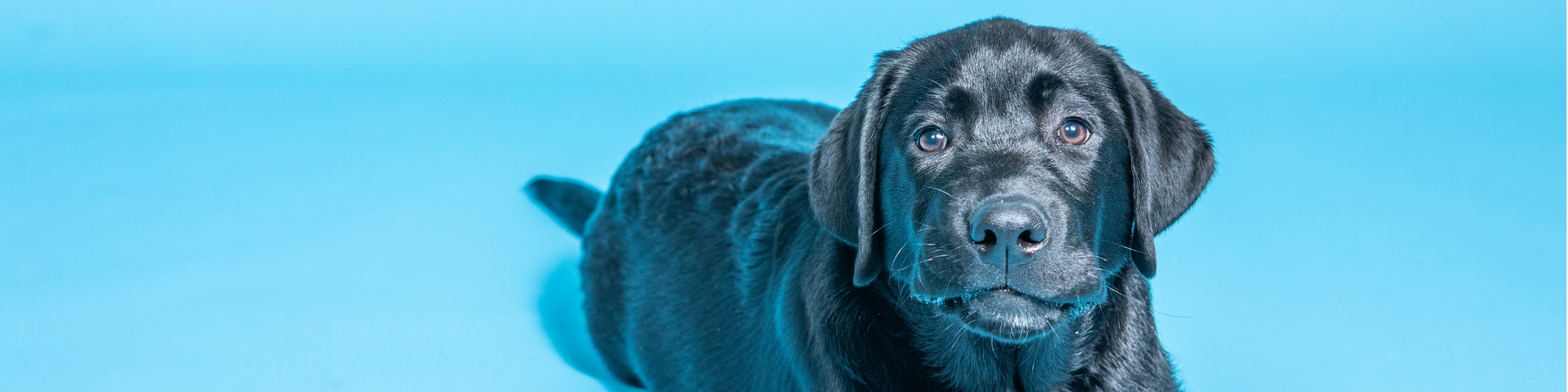 A black Labrador puppy lies down against a bright blue background, looking directly at the camera. The puppy's eyes are wide, and its ears are relaxed, giving it a calm and curious expression.