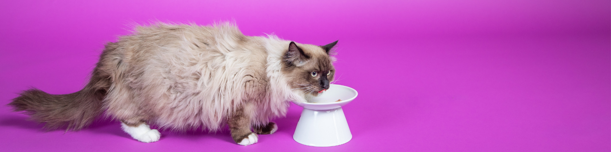 A fluffy, long-haired cat with a light brown and white coat and blue eyes is eating from a white elevated bowl. The background is a solid bright pink color.