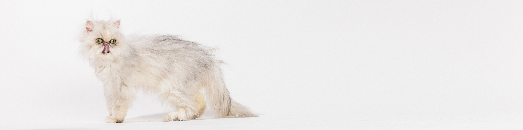 A long-haired, white and grey cat with large green eyes stands against a plain white background. The cat's fur is slightly fluffed up and it gazes intently forward.