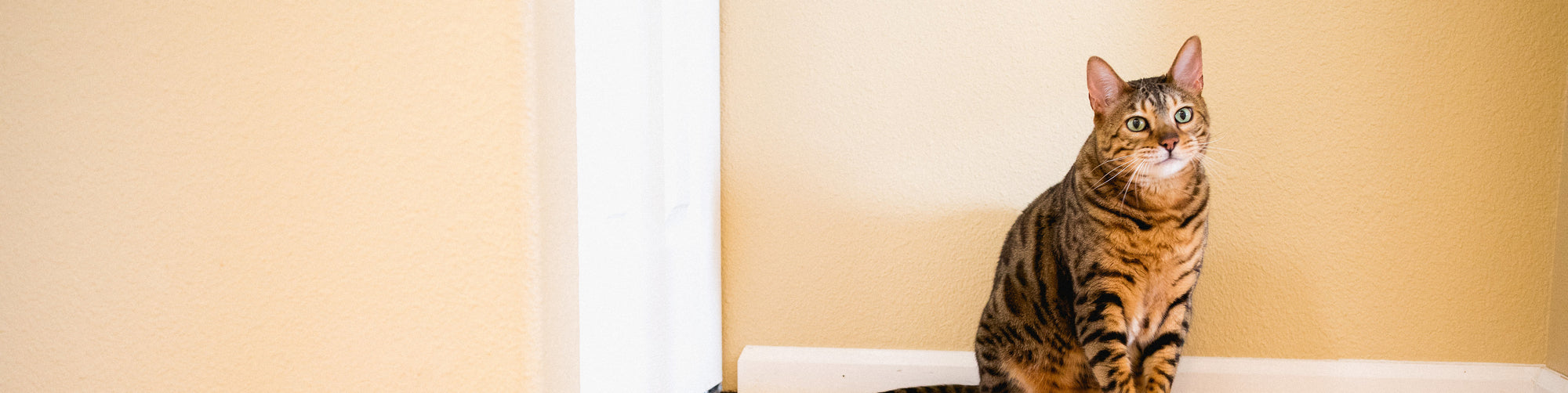 A Bengal cat with a striking coat of brown, black, and orange stripes and spots sits against a light yellow wall. The cat's green eyes are looking directly at the camera, and its body is slightly leaning against the white door frame to the left.