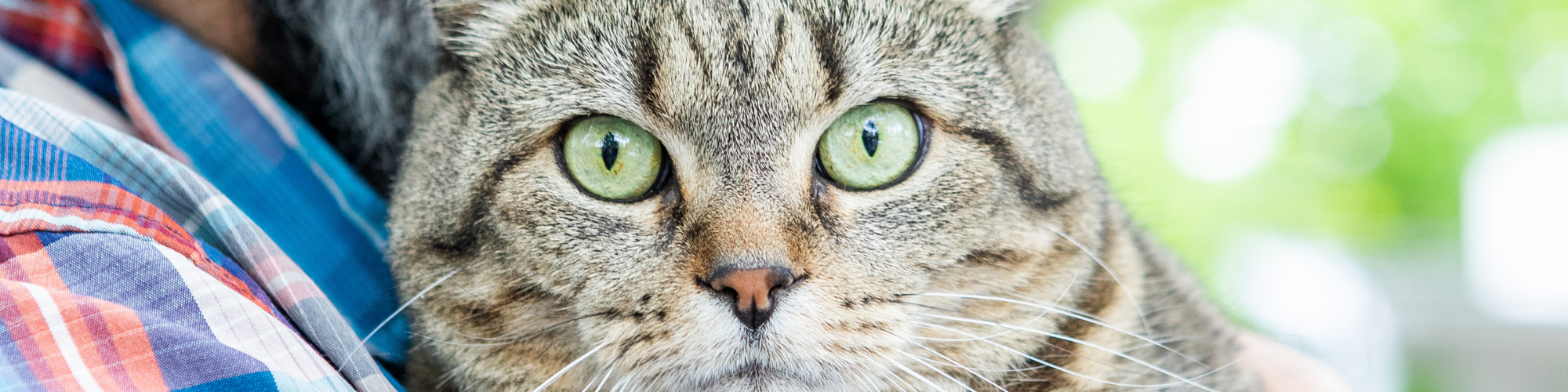 A close-up of a tabby cat with wide, green eyes looking directly at the camera. The cat is being held by a person wearing a multicolored plaid shirt, with a blurred green background.