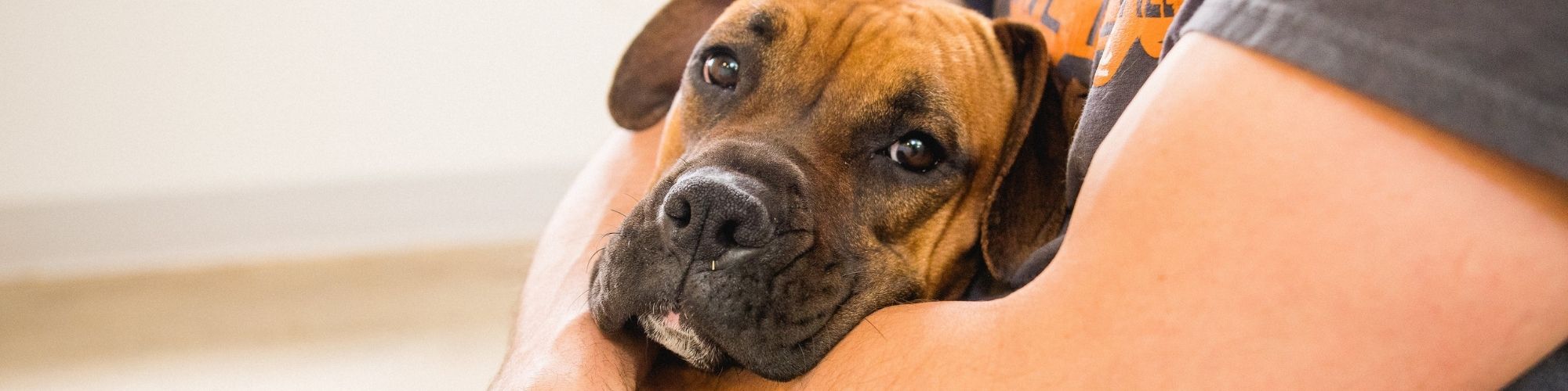 Calming a dog in a outlet storm