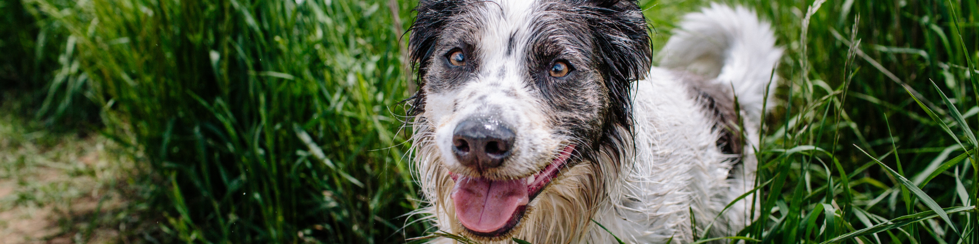 A happy, wet dog with a black and white coat stands in tall green grass. The dog has a wide smile and its tongue is hanging out. Sunlight illuminates the scene.