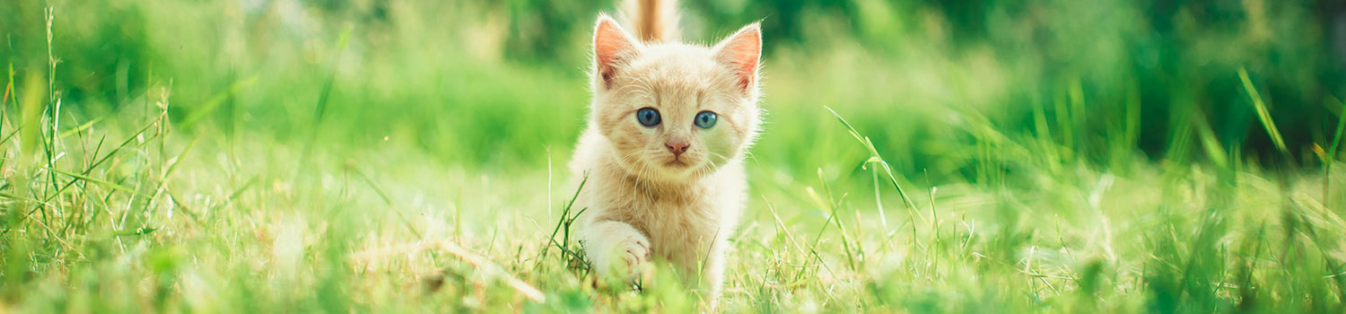 A yellow kitten walks forward through the tall green grass.