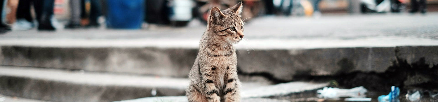 A tabby kitten sits alone outside on concrete steps.