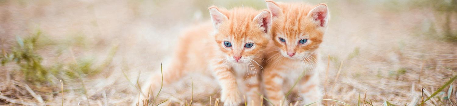 Pair of orange and white kittens in a grassy field