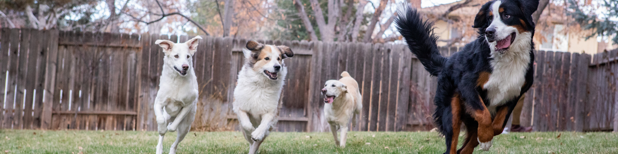 Owner's Guide: Lawn Care with Dogs