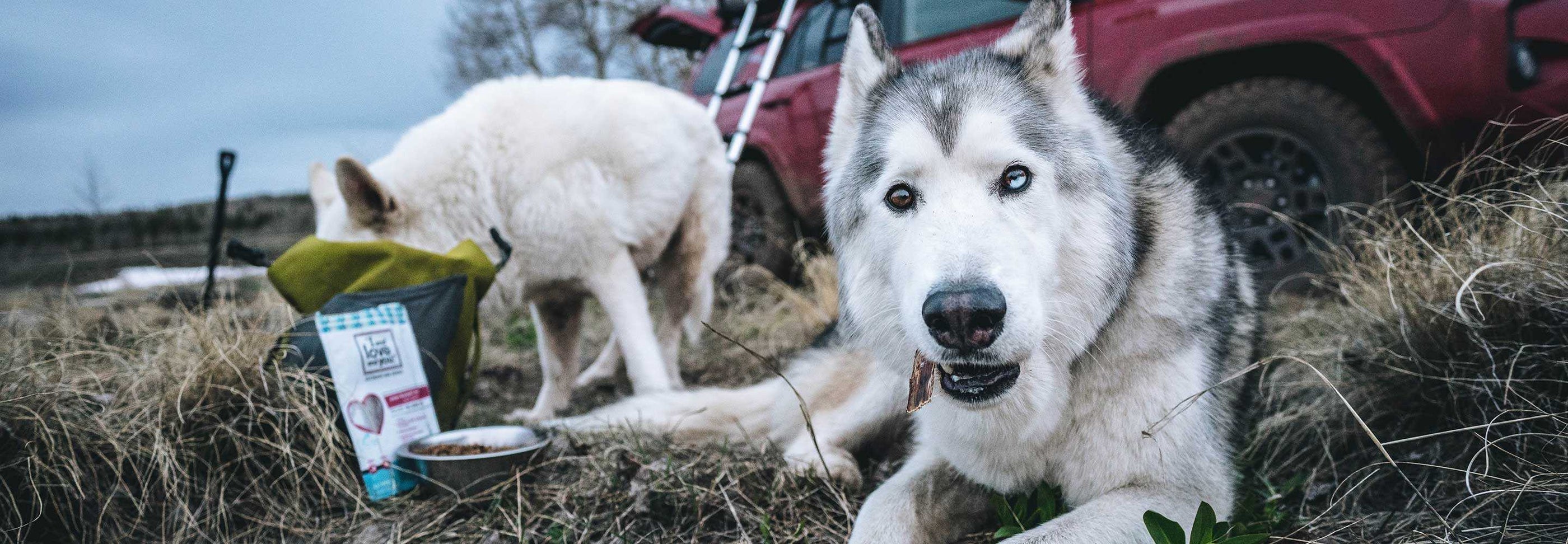 Two huskies are outdoors near a red off-road vehicle. One husky is lying down and looking at the camera, while the other is eating from a bowl next to a bag of dog food. The scene is set in a grassy area with a cloudy sky in the background.