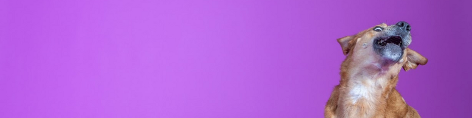 Choking 2024 dog signs