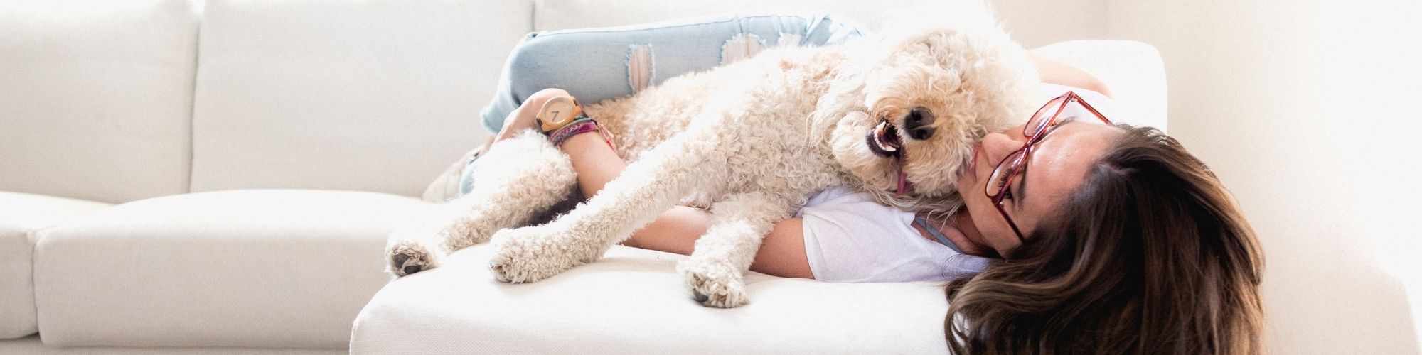poodle cuddles with owner