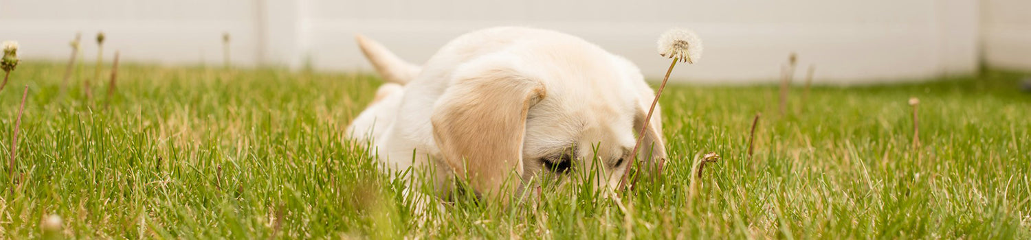 A golden lab puppy sniffing in grass.