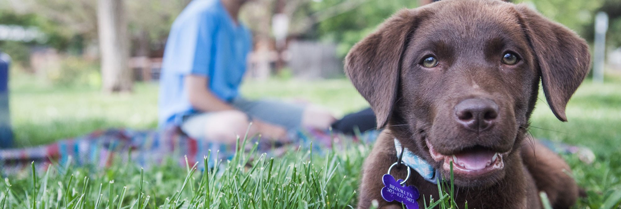 Brown puppy with blue tag, brown dog with purple tag, person on grass, close-ups of eye, nose, ear, tongue.