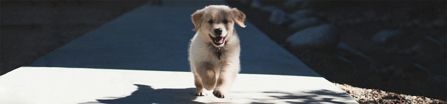 Brown and white puppy running down a sidewalk.