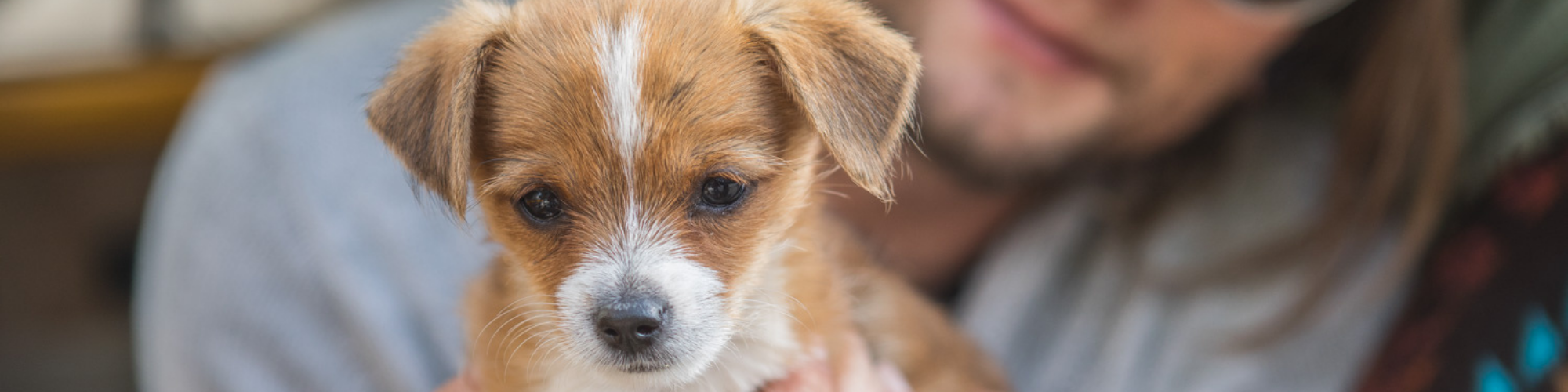 A close-up image of a small brown and white puppy with floppy ears being held by a person in the background who is wearing glasses. The puppy is looking directly at the camera, while the person's face is slightly out of focus.