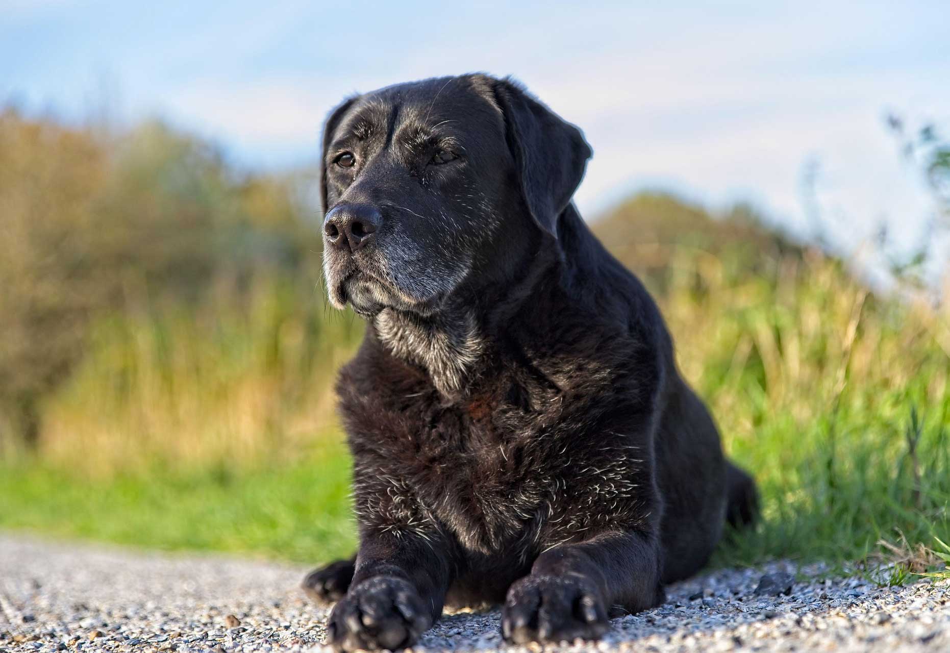 Senior aged black dog with gray hairs