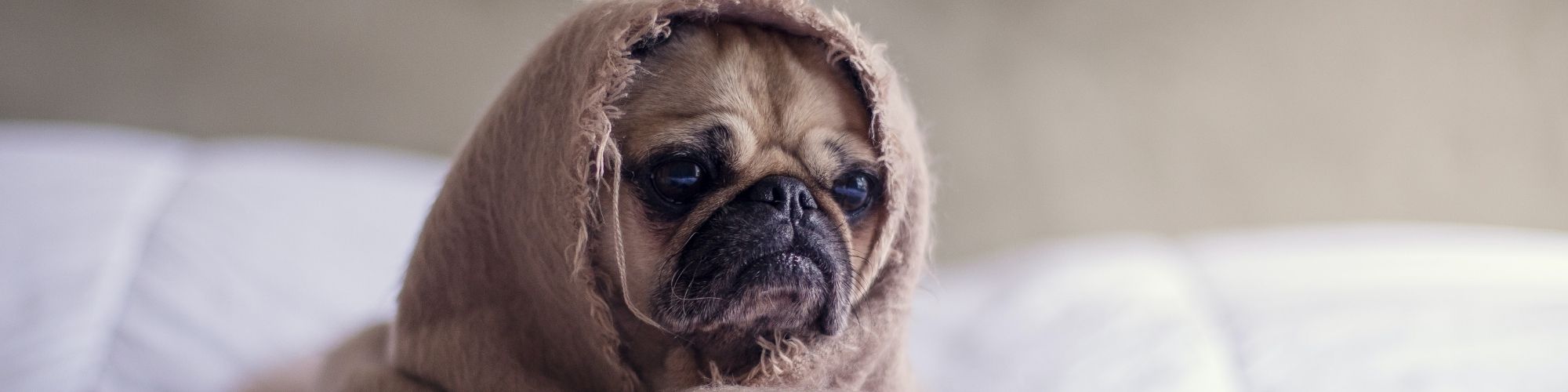 dog under blanket with tumor