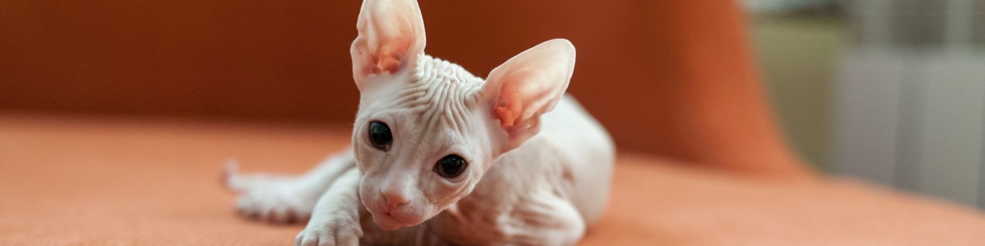 Sphynx Cat Care: How to Bathe a Hairless Cat