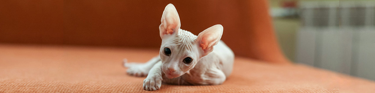 A hairless Sphynx cat with large ears and wrinkled skin is lying on an orange surface. The cat looks directly at the camera with wide, curious eyes. The background is out of focus, highlighting the cat as the primary subject.