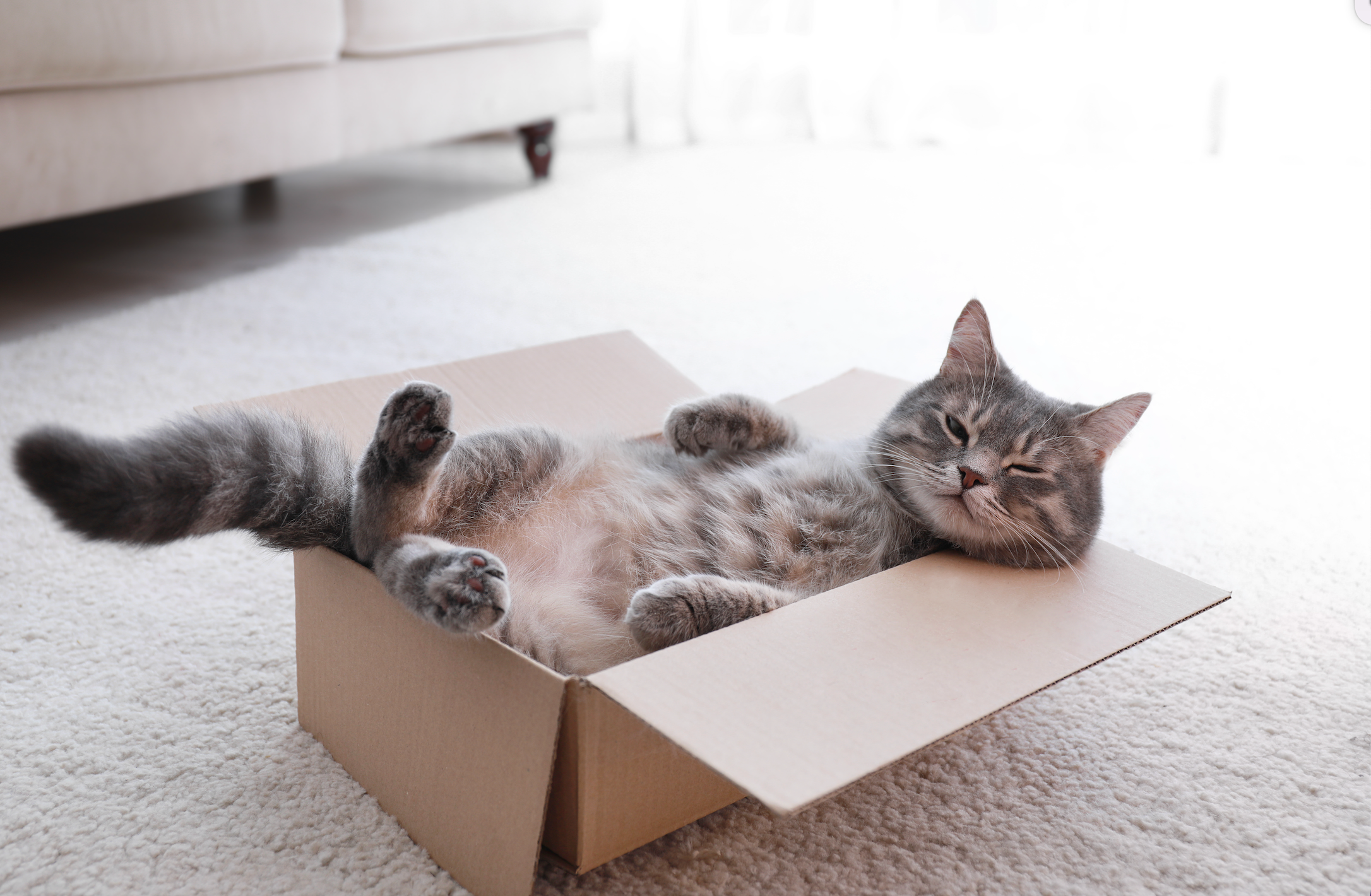 A cat peacefully resting in a box.